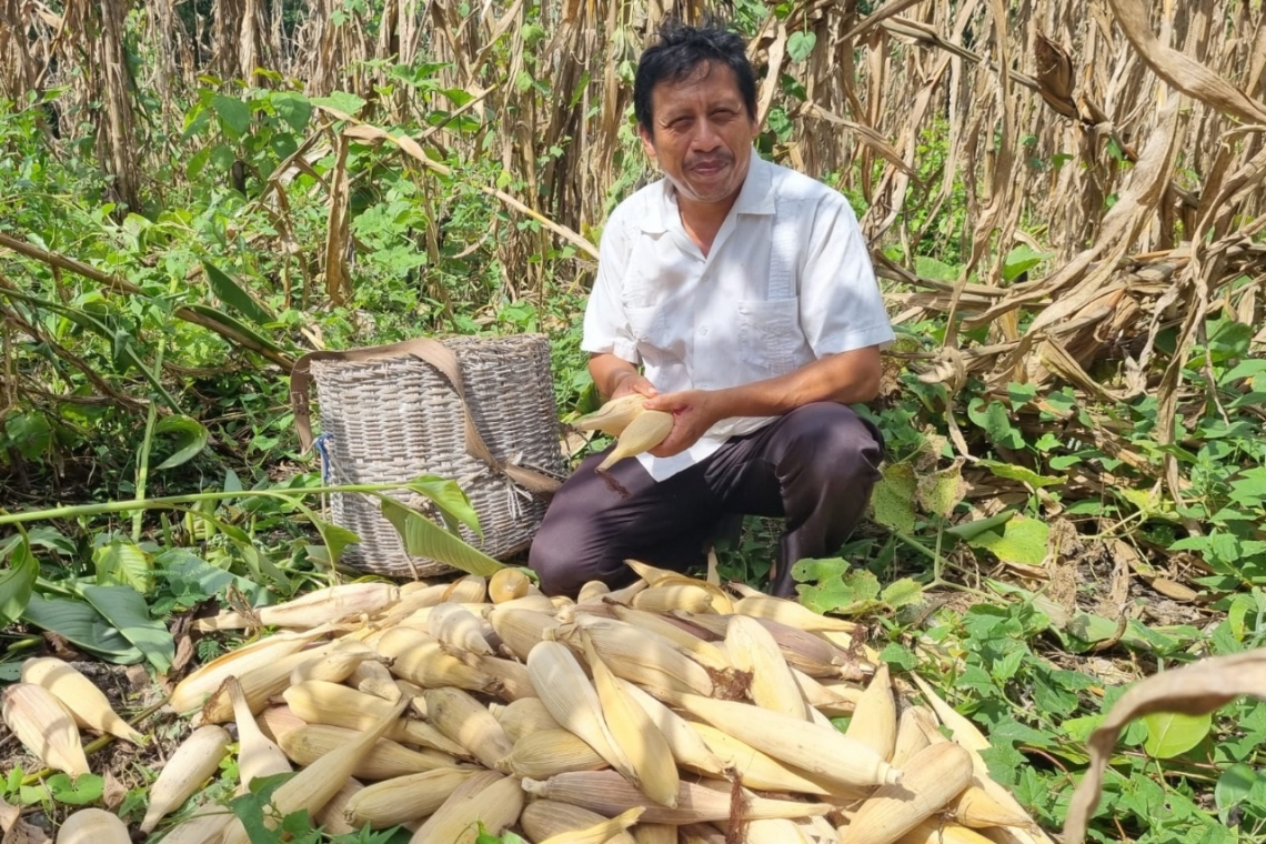 El Xok k’iin e innovaciones en la milpa maya.