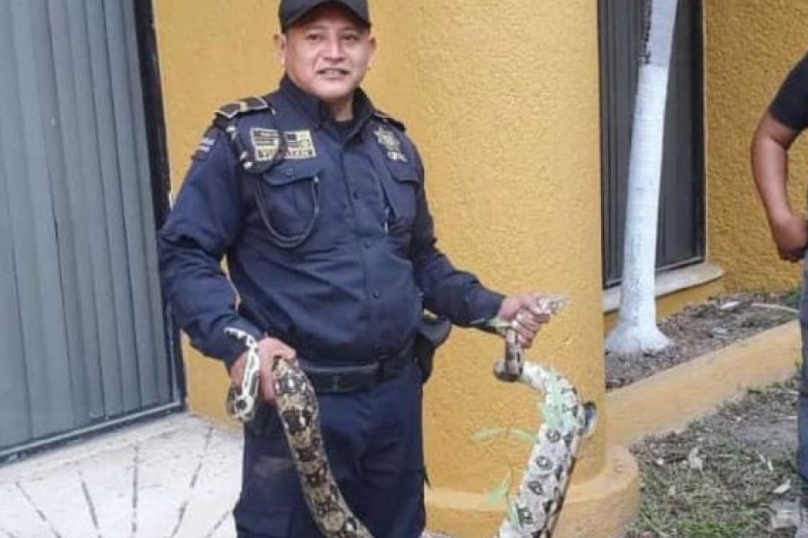 Una boa ocasionó alarma en un plantel de la UADY