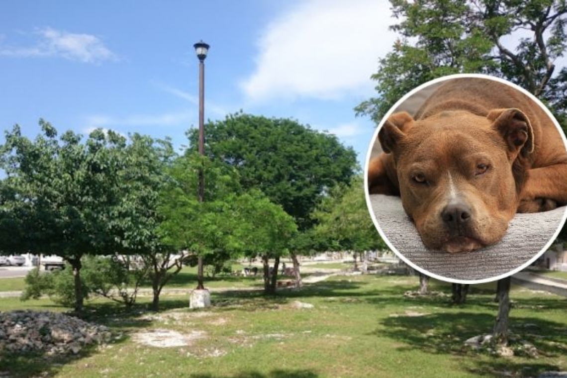 Perro Pit Bull mordió a chavita