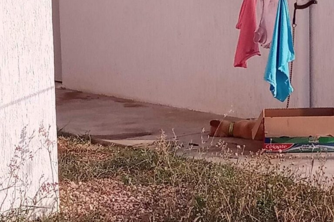 Perrito murió de insolación