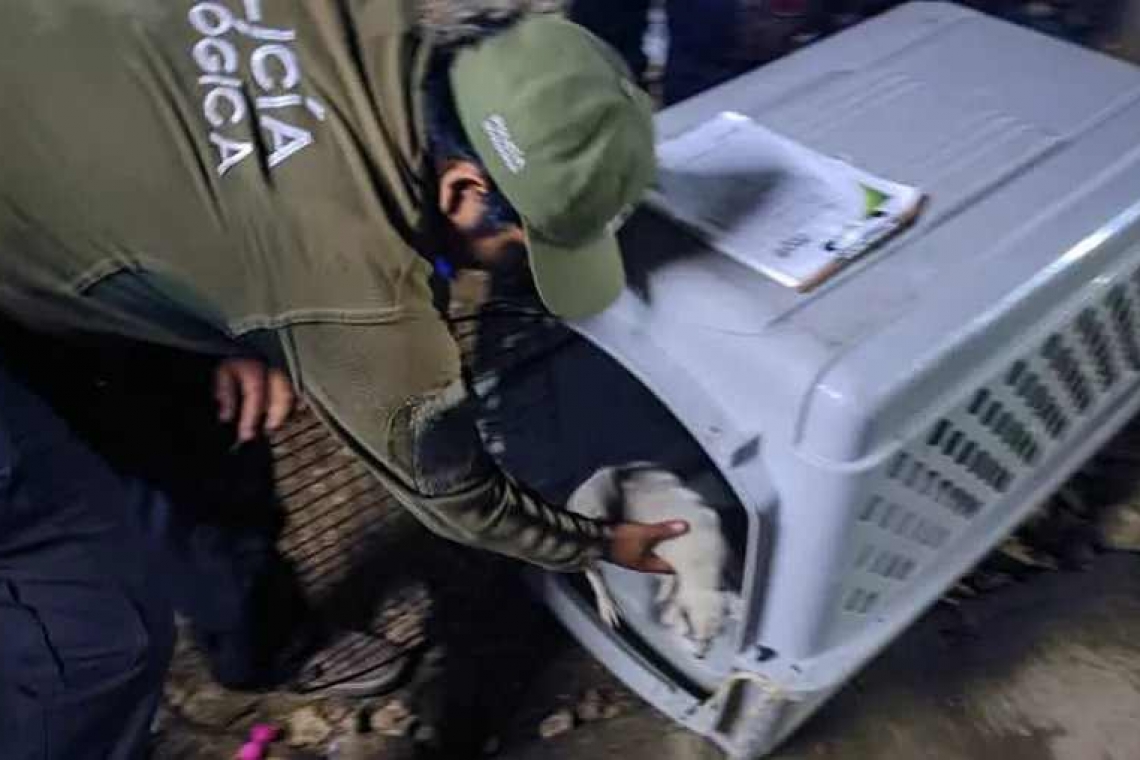 Rescataron a un perrito que era maltratado.