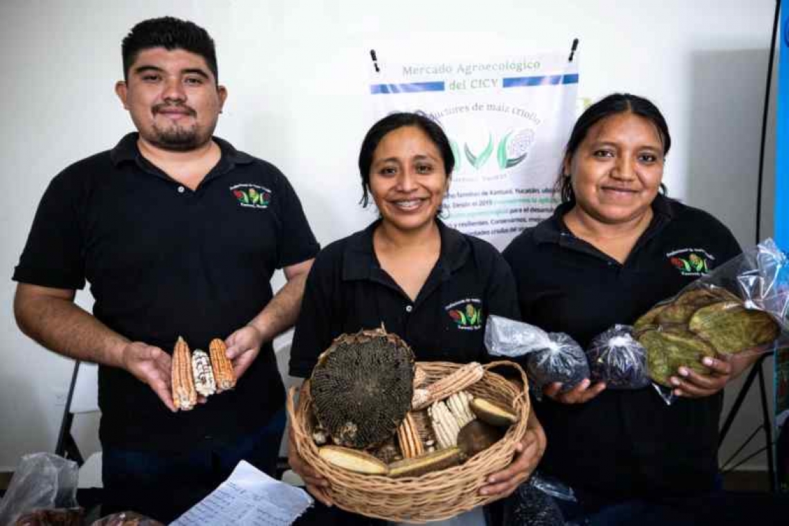 Promueven en Kantunil la milpa maya como herencia viva.