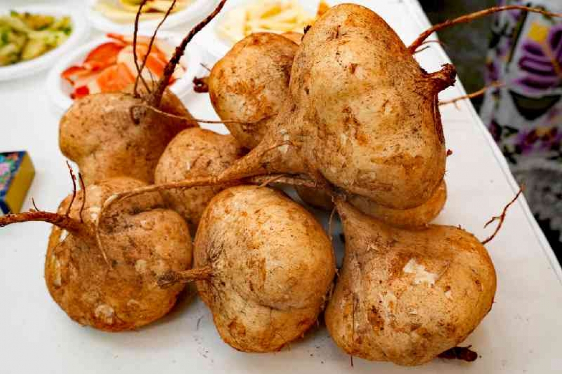 Maxcanú se prepara para albergar el 6° Festival de la Jícama