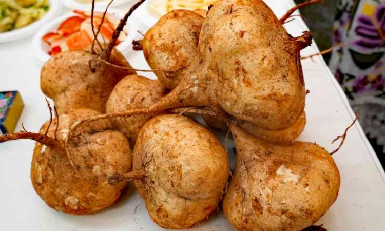 Maxcanú se prepara para albergar el 6° Festival de la Jícama