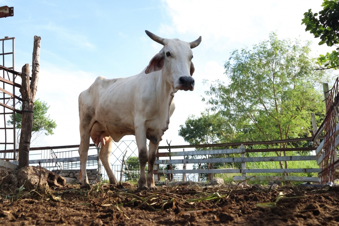 Brindan atención oportuna a casos de gusano barrenador