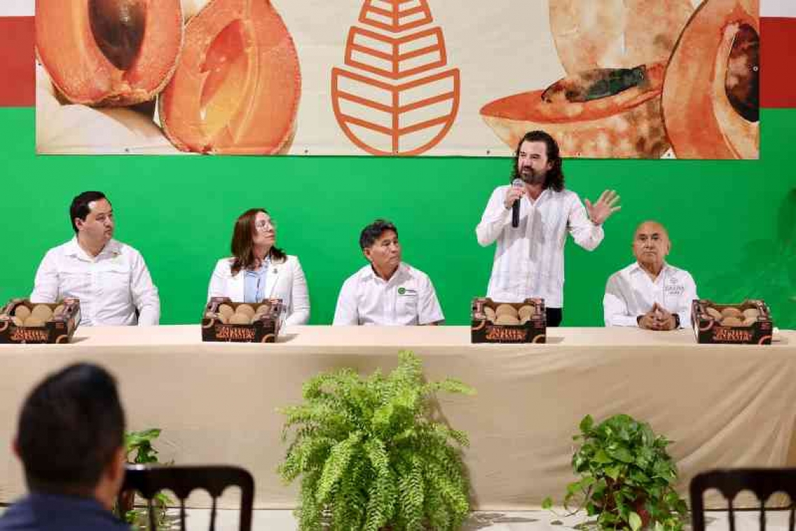   Yucatán concreta primer envío histórico de mamey al Reino Unido.