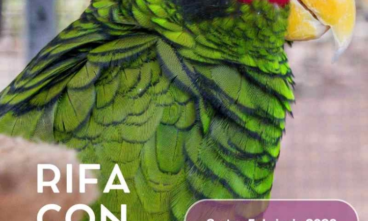RIFA CON CAUSA PARA LA REHABILITACIÓN DE LOROS.