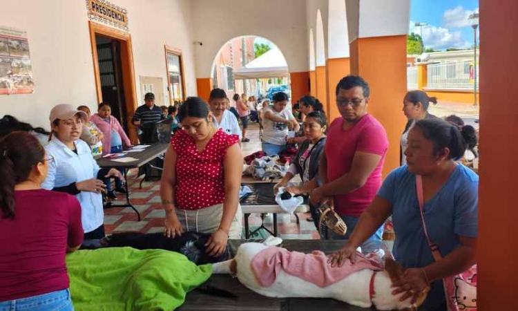 Refuerza Yucatán control poblacional de perros y gatos