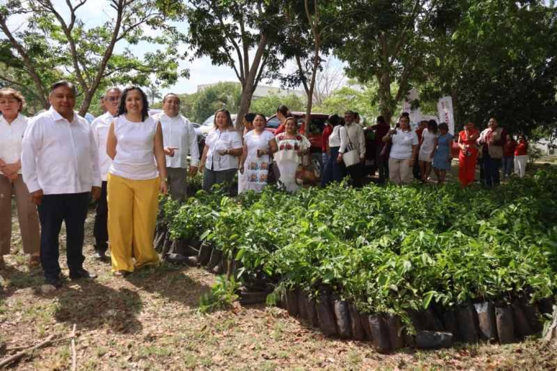 IMPULSAN ESTRATEGIA DE REFORESTACION EN ESCUELAS DE YUCATAN.
