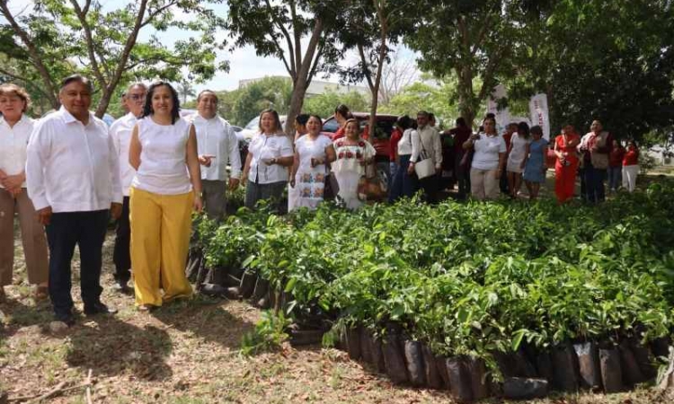 IMPULSAN ESTRATEGIA DE REFORESTACION EN ESCUELAS DE YUCATAN.