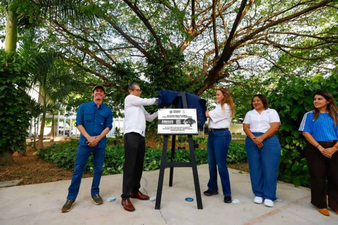 AVANZA CECILIA PATRON EN LA PROTECCION DE LOS ARBOLES MERIDANOS AL DECLARARLOS PATRIMONIO DE LA CIUDAD.