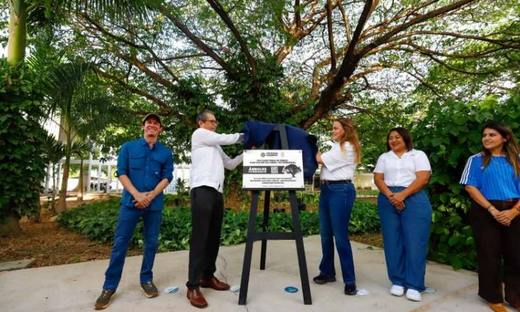 AVANZA CECILIA PATRON EN LA PROTECCION DE LOS ARBOLES MERIDANOS AL DECLARARLOS PATRIMONIO DE LA CIUDAD.