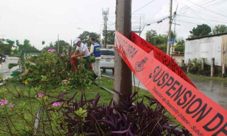  AYUNTAMIENTO DE MÉRIDA DENUNCIA ARBORICIDIO EN CIRCUITO COLONIAS ORIENTE.